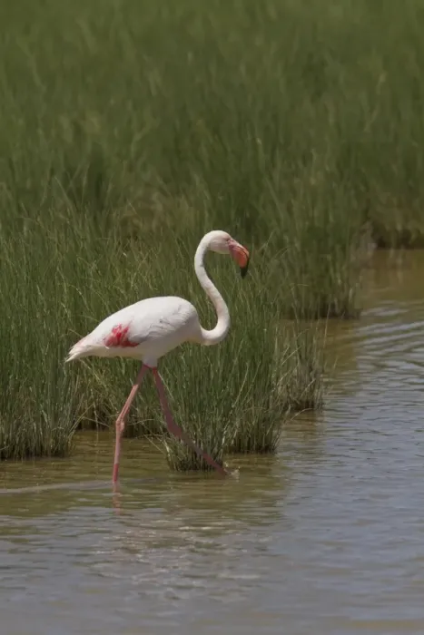 Framed Print : Greater Flamingo wading in marsh land, Coto Donana, Spain