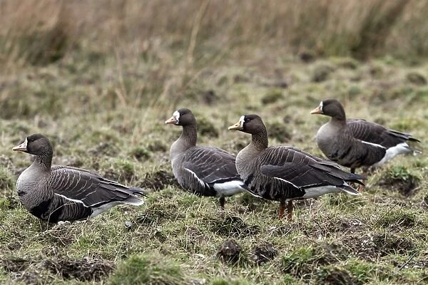 Greater or Greenland White fronted Geese on Islay