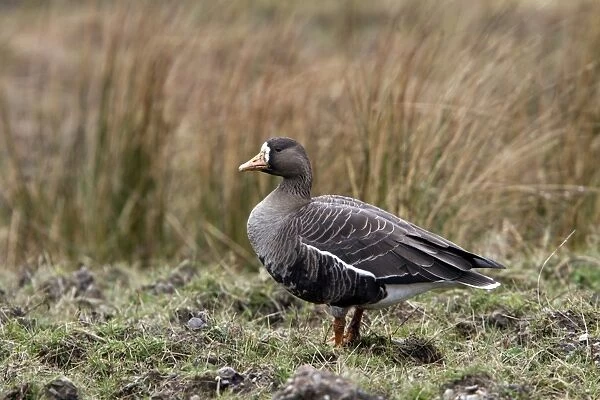 Greater or Greenland White fronted Goose on Islay