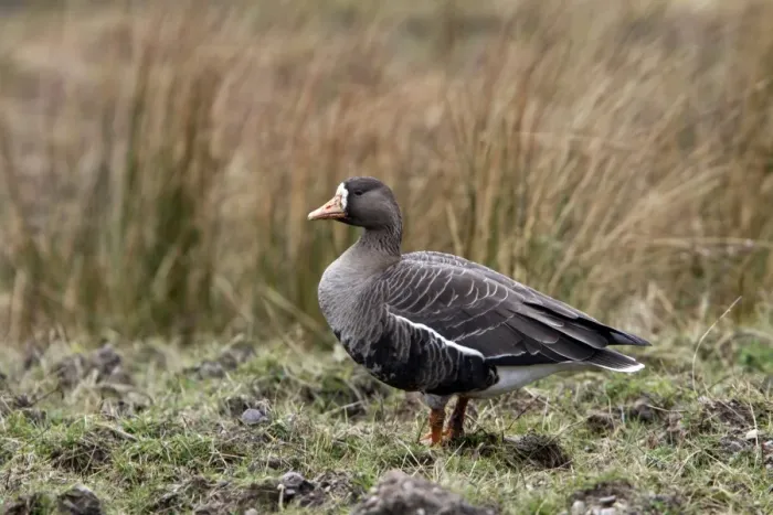 Framed Print : Greater or Greenland White fronted Goose on Islay