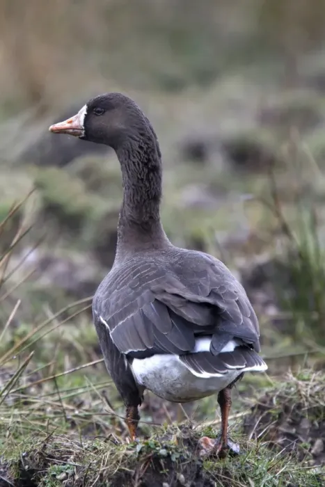 Framed Print : Greater or Greenland White fronted Goose on Islay Framed Print : Greater or Greenland White fronted Goose on Islay