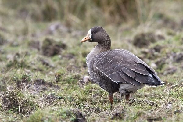 Greater or Greenland White fronted Goose with a light covering of rain. Islay Scotland