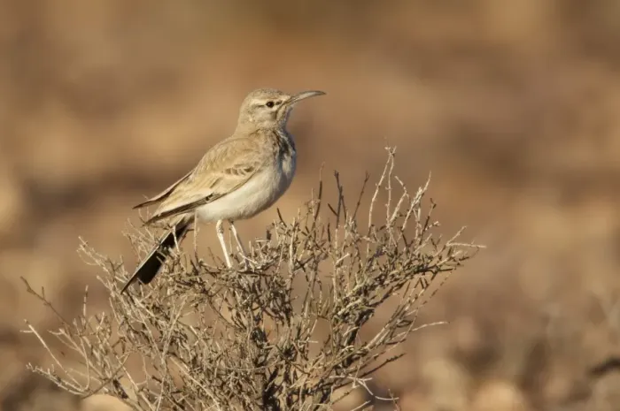 Framed Print : Greater Hoopoe-lark (Alaemon alaudipes) adult, perched on bush, Boulmane Dades, Morocco, february Framed Print : Greater Hoopoe-lark (Alaemon alaudipes) adult, perched on bush, Boulmane Dades, Morocco, february