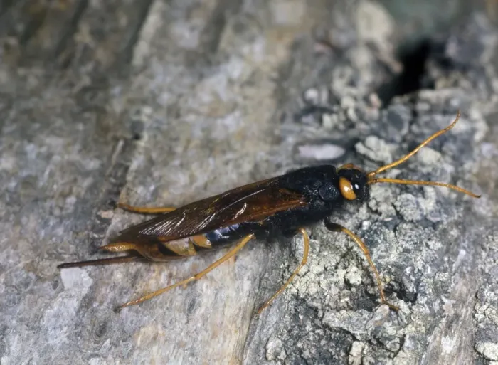 Framed Print : Greater Horntail or wood wasp- Sirex gigas