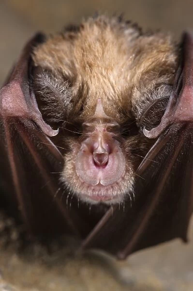 Greater Horseshoe Bat (Rhinolophus ferrumequinum) adult, close-up of head, hibernating in cave, Grotta dell Orso
