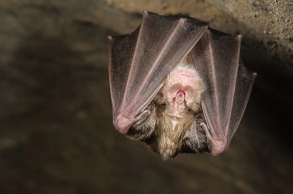 Greater Horseshoe Bat (Rhinolophus ferrumequinum) adult, hibernating in cave, Grotta dell Orso, Ormea, Cuneo Province