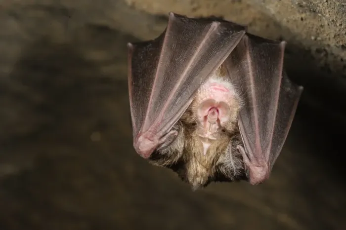 Framed Print : Greater Horseshoe Bat (Rhinolophus ferrumequinum) adult, hibernating in cave, Grotta dell Orso, Ormea, Cuneo Province Framed Print : Greater Horseshoe Bat (Rhinolophus ferrumequinum) adult, hibernating in cave, Grotta dell Orso, Ormea, Cuneo Province