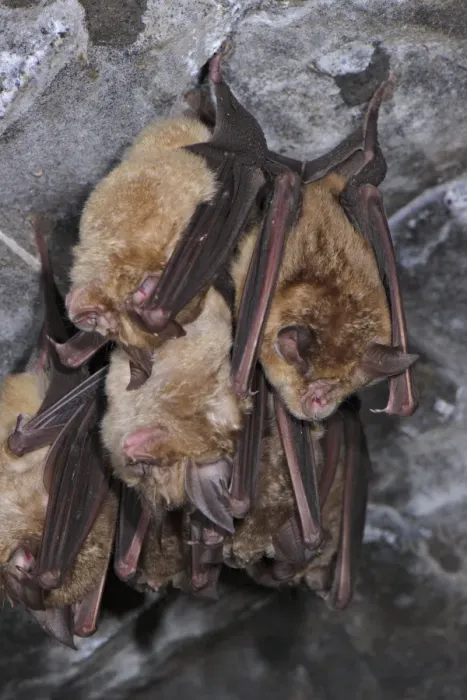 Framed Print : Greater Horseshoe Bat (Rhinolophus ferrumequinum) adults, group sleeping, roosting in cave, Italy, spring Framed Print : Greater Horseshoe Bat (Rhinolophus ferrumequinum) adults, group sleeping, roosting in cave, Italy, spring