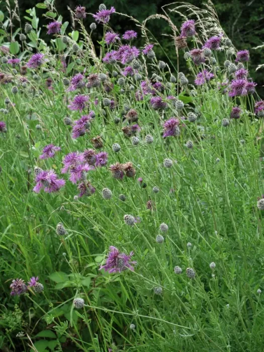 Framed Print : Greater knapweed, Centaurea scabiosa, flowering plants on chalk downland Framed Print : Greater knapweed, Centaurea scabiosa, flowering plants on chalk downland