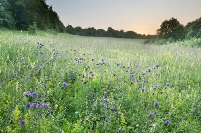 Framed Print : Greater Knapweed (Centaurea scabiosa) and Common Meadow-rue (Thalictrum flavum) flowering Framed Print : Greater Knapweed (Centaurea scabiosa) and Common Meadow-rue (Thalictrum flavum) flowering