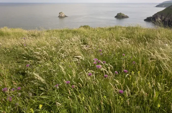 Framed Print : Greater Knapweed (Centaurea scabiosa) flowering, growing on clifftop grassland habitat, Berry Head N. N. R Framed Print : Greater Knapweed (Centaurea scabiosa) flowering, growing on clifftop grassland habitat, Berry Head N. N. R