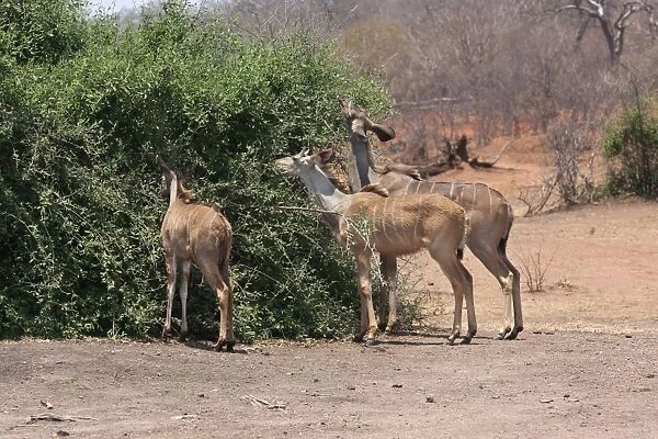 Greater Kudu (Tragelaphus strepsiceros) adult female, immature male and immature female, feeding, browsing on bush, Chobe N. P. Botswana