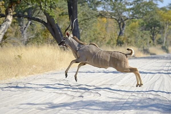 Greater Kudu (Tragelaphus strepsiceros) adult male, running across track, Hwange N. P. Zimbabwe, July