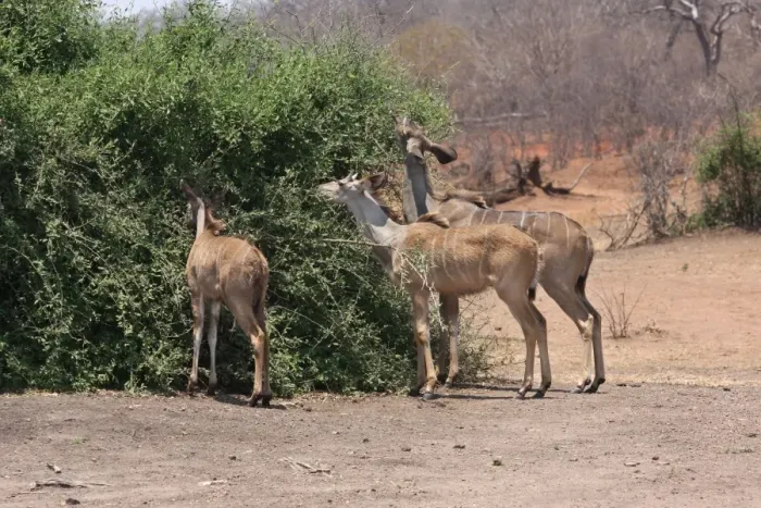 Framed Print : Greater Kudu (Tragelaphus strepsiceros) adult female, immature male and immature female, feeding, browsing on bush, Chobe N. P. Botswana Framed Print : Greater Kudu (Tragelaphus strepsiceros) adult female, immature male and immature female, feeding, browsing on bush, Chobe N. P. Botswana