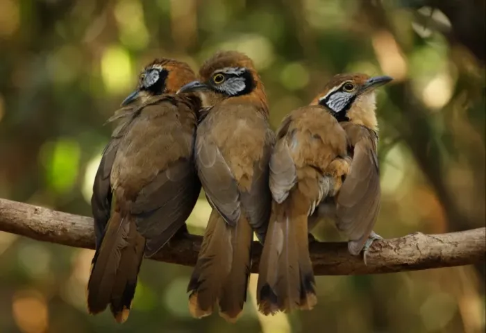 Framed Print : Greater Necklaced Laughingthrush (Garrulax pectoralis subfusus) three adults, perched together on branch, Kaeng Krachan N. P. Thailand, january Framed Print : Greater Necklaced Laughingthrush (Garrulax pectoralis subfusus) three adults, perched together on branch, Kaeng Krachan N. P. Thailand, january