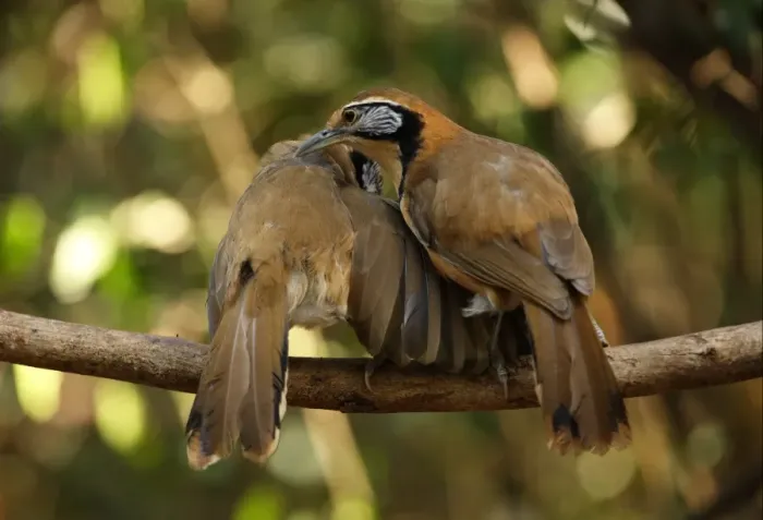 Framed Print : Greater Necklaced Laughingthrush (Garrulax pectoralis subfusus) two adults, mutual preening, perched on branch, Kaeng Krachan N. P. Thailand, january