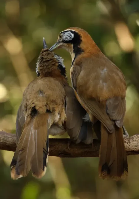 Framed Print : Greater Necklaced Laughingthrush (Garrulax pectoralis subfusus) two adults, mutual preening, perched on branch Framed Print : Greater Necklaced Laughingthrush (Garrulax pectoralis subfusus) two adults, mutual preening, perched on branch