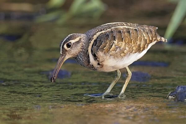 Greater Painted-snipe (Rostratula benghalensis) adult male, feeding, standing in shallow water, Hong Kong, China