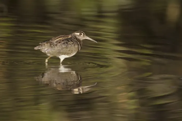 Framed Print : Greater Painted-snipe (Rostratula benghalensis) adult male, walking in shallow water with reflection Framed Print : Greater Painted-snipe (Rostratula benghalensis) adult male, walking in shallow water with reflection
