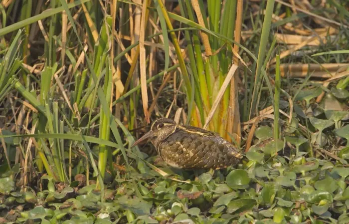 Framed Print : Greater Painted-snipe (Rostratula benghalensis) adult male, standing in wetland, India, february