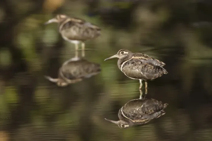 Framed Print : Greater Painted-snipe (Rostratula benghalensis) two adult males, standing in shallow water with reflections Framed Print : Greater Painted-snipe (Rostratula benghalensis) two adult males, standing in shallow water with reflections