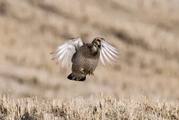 Framed Print : Greater Prairie-chicken (Tympanuchus cupido) adult male, displaying on lekking ground, Sandhills, Nebraska, U. S. A. april Framed Print : Greater Prairie-chicken (Tympanuchus cupido) adult male, displaying on lekking ground, Sandhills, Nebraska, U. S. A. april