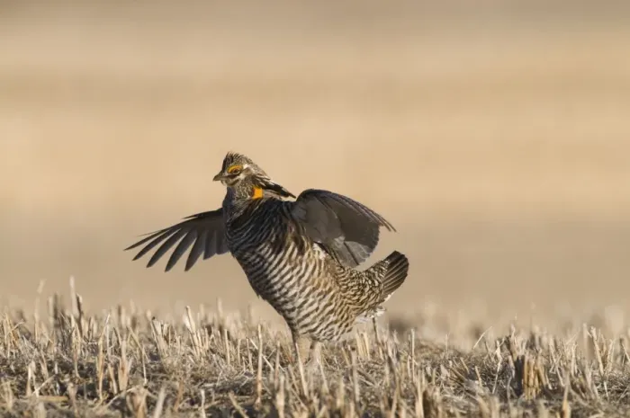 Framed Print : Greater Prairie-chicken (Tympanuchus cupido) adult male, displaying on lekking ground, Sandhills, Nebraska, U. S. A. april Framed Print : Greater Prairie-chicken (Tympanuchus cupido) adult male, displaying on lekking ground, Sandhills, Nebraska, U. S. A. april
