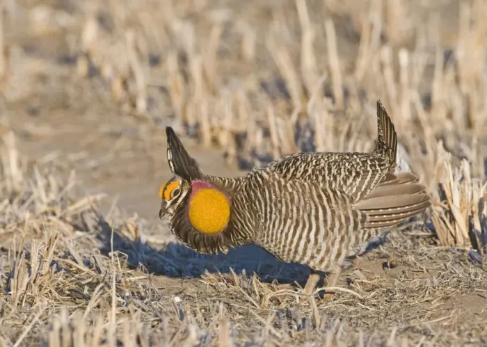 Framed Print : Greater Prairie-chicken (Tympanuchus cupido) adult male, displaying on lekking ground, Sandhills, Nebraska, U. S. A. april Framed Print : Greater Prairie-chicken (Tympanuchus cupido) adult male, displaying on lekking ground, Sandhills, Nebraska, U. S. A. april