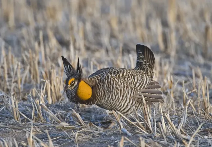 Framed Print : Greater Prairie-chicken (Tympanuchus cupido) adult male, displaying on lekking ground, Sandhills, Nebraska, U. S. A. april Framed Print : Greater Prairie-chicken (Tympanuchus cupido) adult male, displaying on lekking ground, Sandhills, Nebraska, U. S. A. april