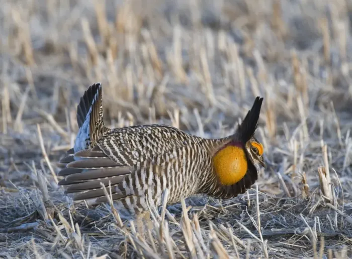 Framed Print : Greater Prairie-chicken (Tympanuchus cupido) adult male, displaying on lekking ground, Sandhills, Nebraska, U. S. A. april Framed Print : Greater Prairie-chicken (Tympanuchus cupido) adult male, displaying on lekking ground, Sandhills, Nebraska, U. S. A. april