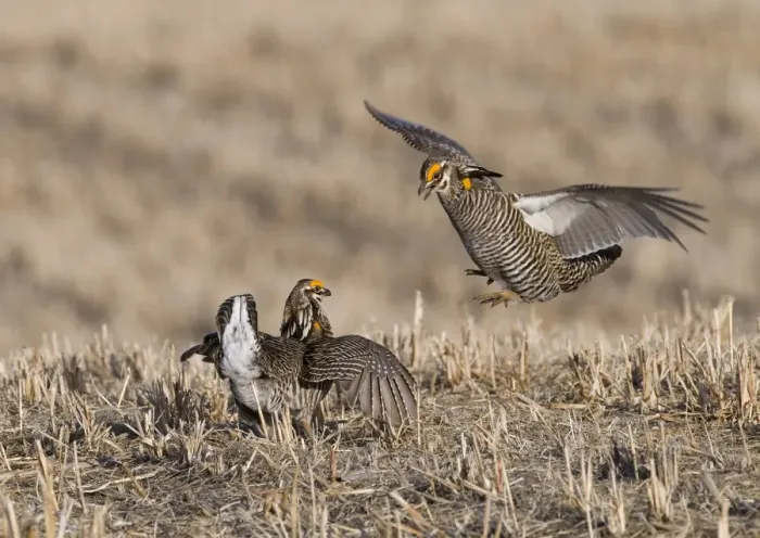 Framed Print : Greater Prairie-chicken (Tympanuchus cupido) two adult males, fighting on lekking ground, Sandhills, Nebraska, U. S. A. april Framed Print : Greater Prairie-chicken (Tympanuchus cupido) two adult males, fighting on lekking ground, Sandhills, Nebraska, U. S. A. april