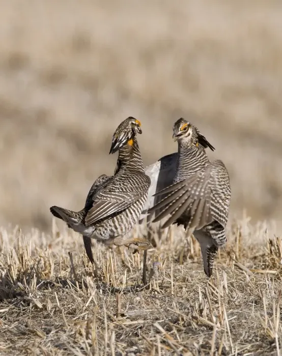 Framed Print : Greater Prairie-chicken (Tympanuchus cupido) two adult males, fighting on lekking ground, Sandhills, Nebraska, U. S. A. april Framed Print : Greater Prairie-chicken (Tympanuchus cupido) two adult males, fighting on lekking ground, Sandhills, Nebraska, U. S. A. april