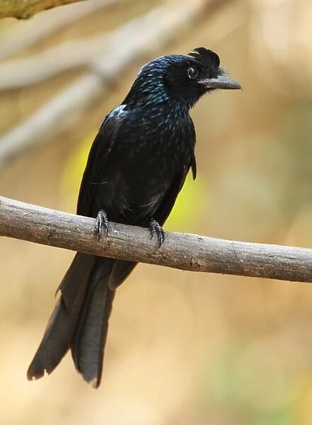 Greater Racket-tailed Drongo (Dicrurus paradiseus) adult, with lost tail rackets, perched on branch, Kaeng Krachan N. P. Thailand, february