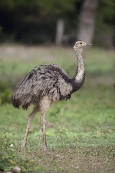 Framed Print : Greater Rhea (Rhea americana) adult, walking in savannah, Pantanal, Mato Grosso, Brazil Framed Print : Greater Rhea (Rhea americana) adult, walking in savannah, Pantanal, Mato Grosso, Brazil