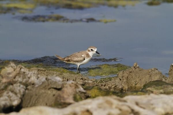 Greater Sand Plover (Charadrius leschenaultii) adult, non-breeding plumage, walking in shallow water, Yala N. P