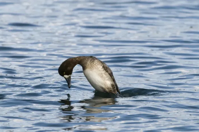 Framed Print : Greater Scaup (Aythya marila) adult female, diving sequence (two of four), Hokkaido, Japan, winter