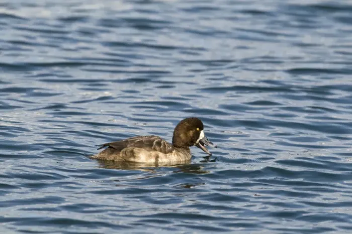 Framed Print : Greater Scaup (Aythya marila) adult female, feeding on water, Hokkaido, Japan, winter Framed Print : Greater Scaup (Aythya marila) adult female, feeding on water, Hokkaido, Japan, winter
