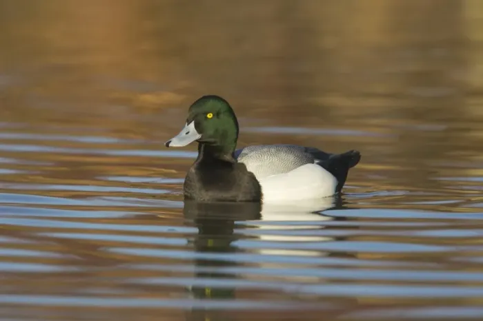 Framed Print : Greater Scaup (Aythya marila) adult male, swimming, Slimbridge W. W. T. (captive) Framed Print : Greater Scaup (Aythya marila) adult male, swimming, Slimbridge W. W. T. (captive)