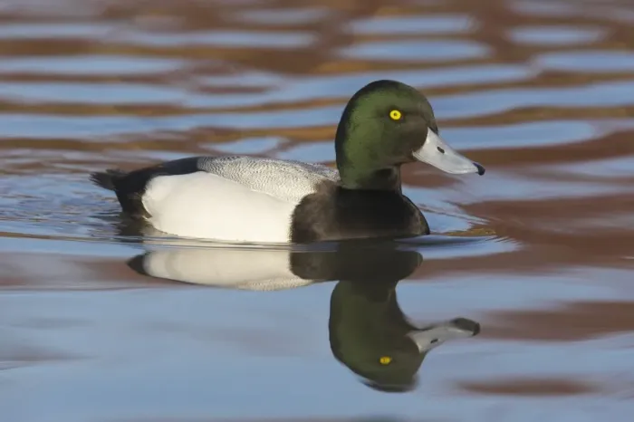 Framed Print : Greater Scaup (Aythya marila) adult male, swimming, Slimbridge W. W. T. (captive)