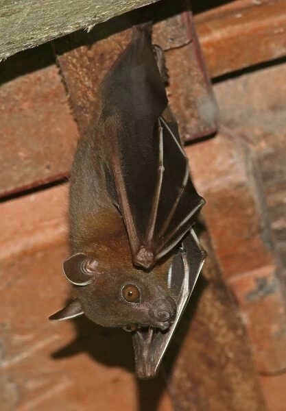 Greater Short-nosed Fruit Bat (Cynopterus sphinx) adult, hanging from roof, Way Kambas N. P
