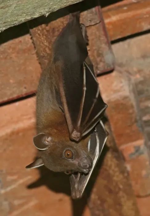Framed Print : Greater Short-nosed Fruit Bat (Cynopterus sphinx) adult, hanging from roof, Way Kambas N. P Framed Print : Greater Short-nosed Fruit Bat (Cynopterus sphinx) adult, hanging from roof, Way Kambas N. P