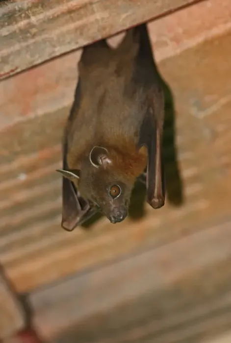 Framed Print : Greater Short-nosed Fruit Bat (Cynopterus sphinx) adult, hanging from roof, Way Kambas N. P Framed Print : Greater Short-nosed Fruit Bat (Cynopterus sphinx) adult, hanging from roof, Way Kambas N. P