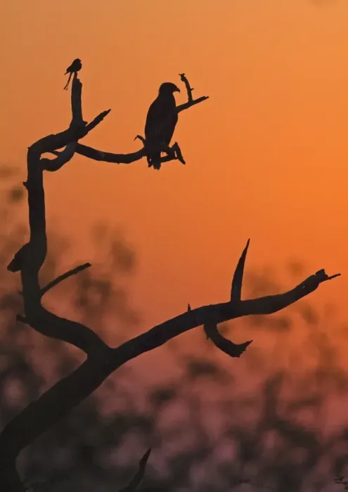 Framed Print : Greater Spotted Eagle (Aquila clanga) and Black Drongo (Dicrurus macrocercus) perched on branches, silhouetted at sunset, Northern India, january Framed Print : Greater Spotted Eagle (Aquila clanga) and Black Drongo (Dicrurus macrocercus) perched on branches, silhouetted at sunset, Northern India, january