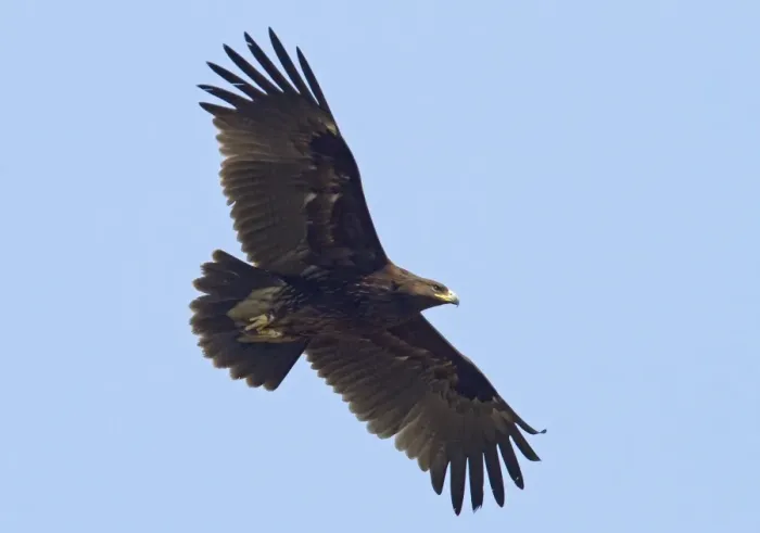Framed Print : Greater Spotted Eagle (Aquila clanga) immature, first winter plumage, in flight, Northern India, january Framed Print : Greater Spotted Eagle (Aquila clanga) immature, first winter plumage, in flight, Northern India, january