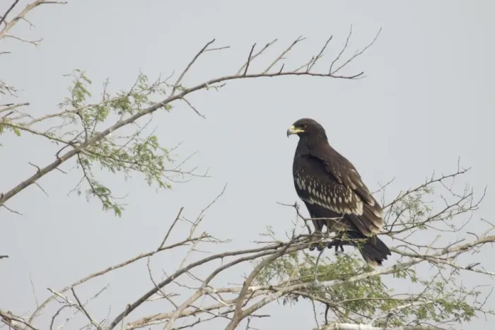 Framed Print : Greater Spotted Eagle (Aquila clanga) juvenile, perched on branches in tree, Keoladeo Ghana N. P. (Bharatpur), Rajasthan, India Framed Print : Greater Spotted Eagle (Aquila clanga) juvenile, perched on branches in tree, Keoladeo Ghana N. P. (Bharatpur), Rajasthan, India