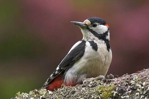 Greater Spotted Woodpecker (Dendrocopus major) adult male, clinging to fallen trunk in garden, Berwickshire, Scotland