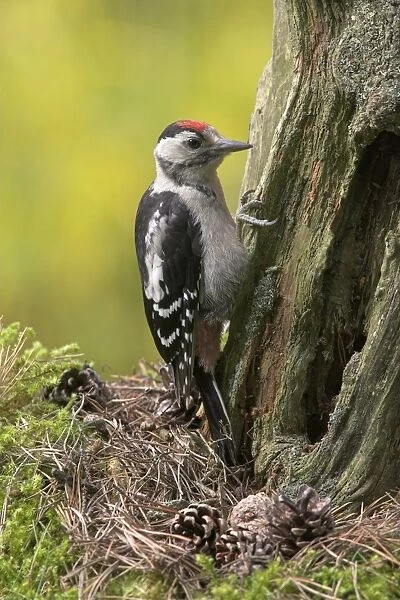 Greater Spotted Woodpecker (Dendrocopus major) juvenile, clinging to conifer stump in garden, Berwickshire, Scotland
