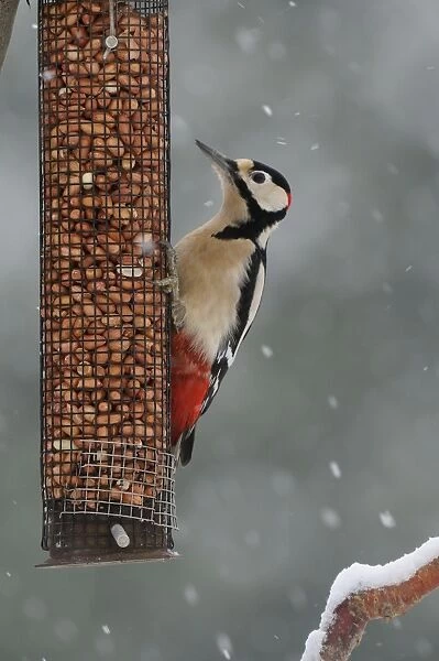 Greater Spotted Woodpecker (Dendrocopus major) adult male, feeding on peanut feeder in snowfall, Oxfordshire, England