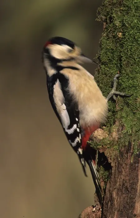 Framed Print : Greater Spotted Woodpecker (Dendrocopus major) adult male, drumming on rotten tree stump, Kent, England, spring Framed Print : Greater Spotted Woodpecker (Dendrocopus major) adult male, drumming on rotten tree stump, Kent, England, spring