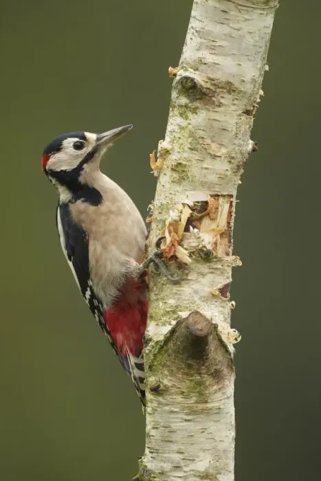 Framed Print : Greater Spotted Woodpecker (Dendrocopus major) adult male, foraging, climbing up silver birch trunk, Shropshire, England Framed Print : Greater Spotted Woodpecker (Dendrocopus major) adult male, foraging, climbing up silver birch trunk, Shropshire, England